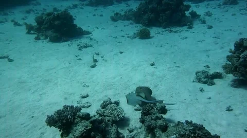 Bluespotted stingrays having fun Stock Footage 52931329