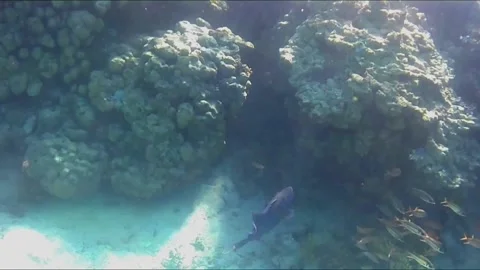 Bluespotted Triggerfish with Remora Hiding Among Coral Vídeo Stock 343728951