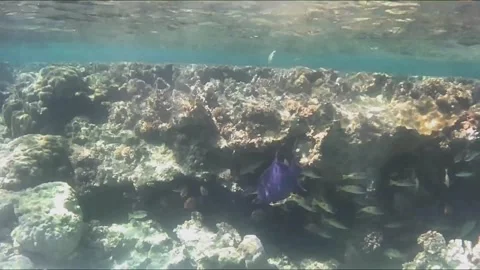 Bluespotted Triggerfish with Remora Hiding Among Coral Stock Footage 343729027