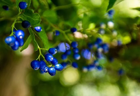 Bluest of Berries Stock Photos