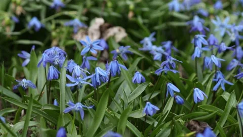 Bluestar flowers on a meadow Stock-Footage 151403656