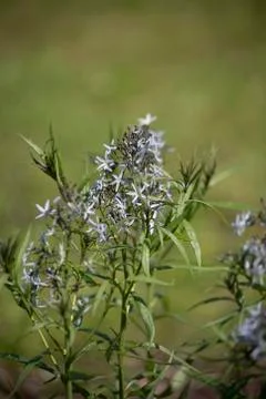 Bluestar Flowers Stock Photos
