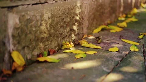 Bluestone Pavement Fallen Leaves Autumn Light And Shadow 4K Stock Footage 341864859
