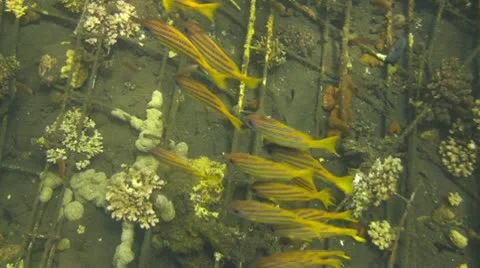 Bluestripe snapper Stock Footage 10737369