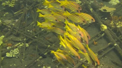 Bluestripe snapper Stock Footage 10737375