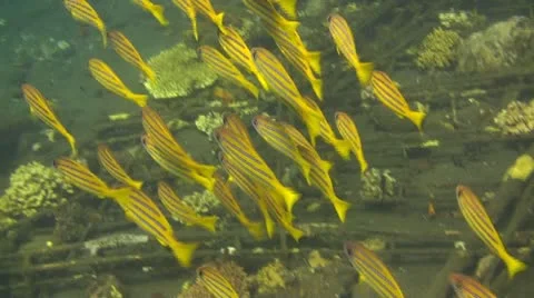 Bluestripe snapper Stock Footage 10737385