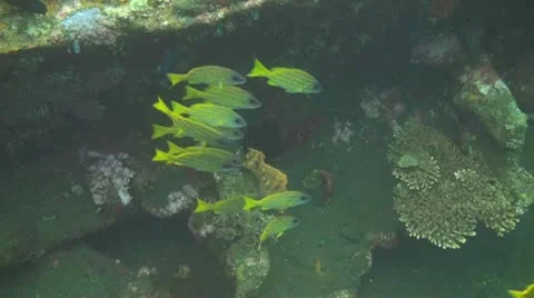 Bluestripe snapper Stock Footage 10737393