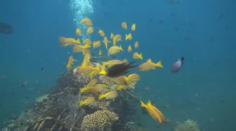 Bluestripe snapper Stock Footage 10737397