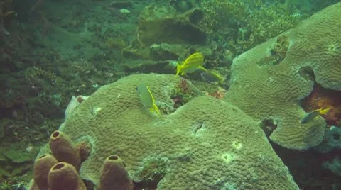 Bluestripe snapper Stock Footage 10737852