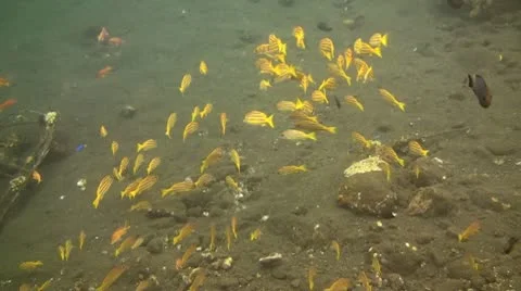 Bluestripe snapper Stock Footage 10738038