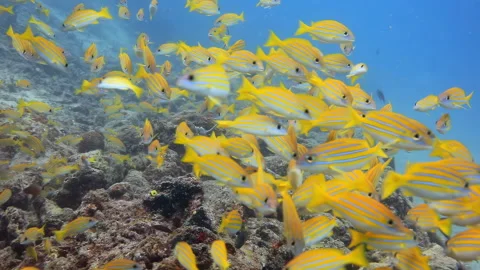 Bluestripe Snapper School Swimming Over Coral Reef Stock Footage 346568960