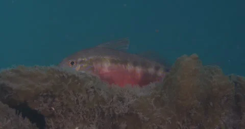 Bluestriped Goatfish Hidden, Close Up, 8K Video stock 331929919
