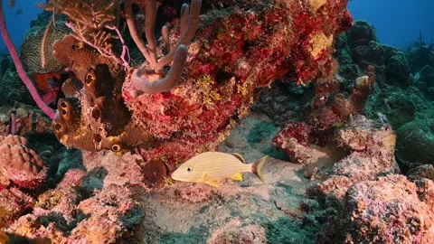 A bluestriped grunt swimming on the reef Stock Footage 165455748