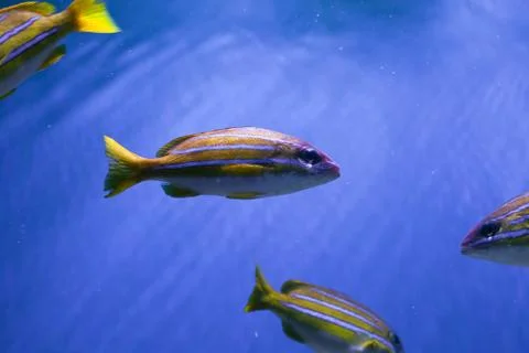 Bluestriped snapper in the sea Stock Photos