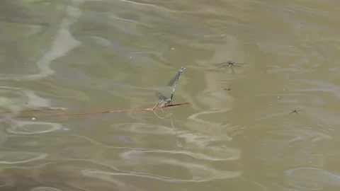 Bluetail damselflies mating Stock Footage 132787387