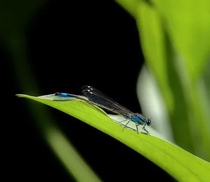 Bluetail damselfly on a green leaf Stock Photos