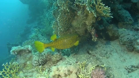 Bluetail trunkfish Stock-Footage 78157524