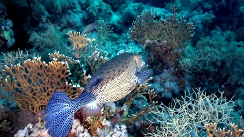 Bluetail trunkfish Video stock 78209396