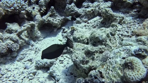 Bluetail trunkfish Stock Footage 280062584