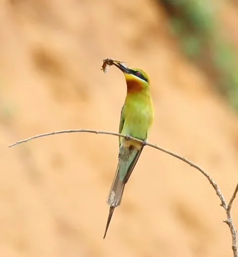 Bluetailed beeeater perched on a branch with a captured insect 스톡 동영상 336033261