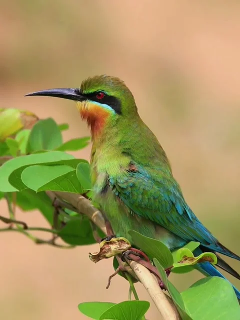 Bluetailed beeeater perched on a branch in its natural habitat 스톡 동영상 335491675