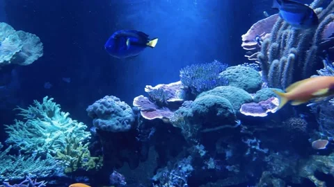 BlueTangFish Video stock 130685764