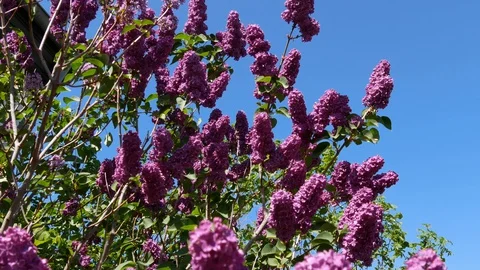 Blueten wind Stock Footage 128843060