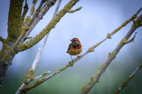 Bluethorm in the dusk on a dead branch Stock Photos