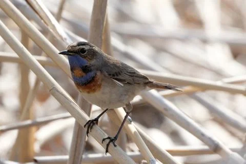 Bluethroat 01 Stock Photos