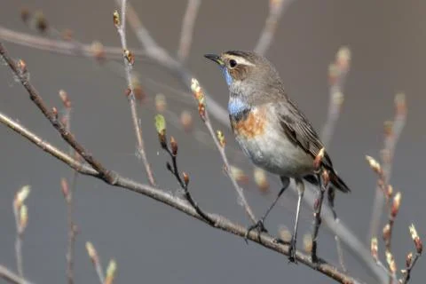 Bluethroat 02 Stock Photos