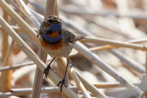 Bluethroat 03 Stock Photos