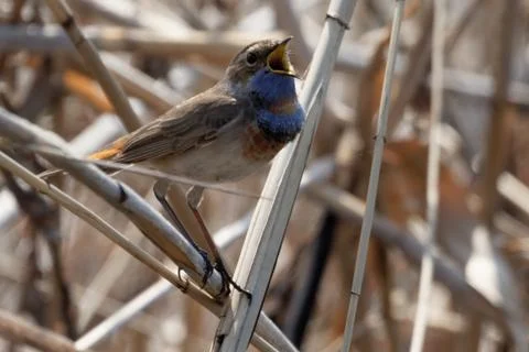 Bluethroat 04 Stock Photos