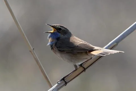 Bluethroat 06 Stock Photos