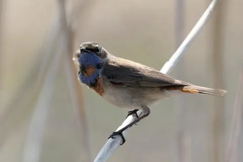 Bluethroat 07 Stock Photos