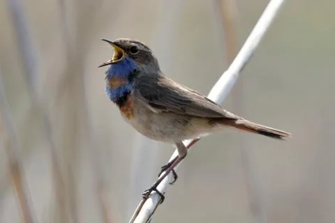 Bluethroat 07 Stock Photos