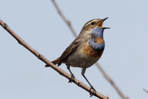 Bluethroat 08 Stock Photos