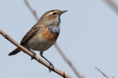 Bluethroat 09 Stock Photos