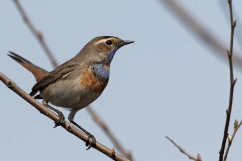Bluethroat 09 Stock Photos