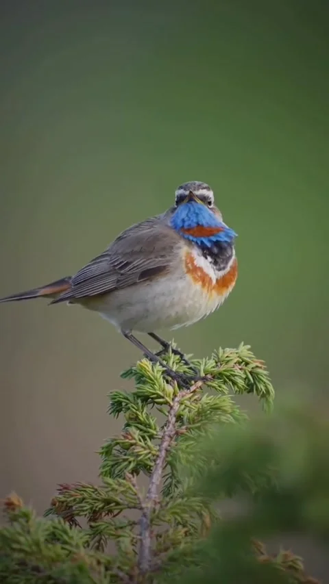 Bluethroat bird perched on a branch singing in a natural environment Stock Footage 334635550