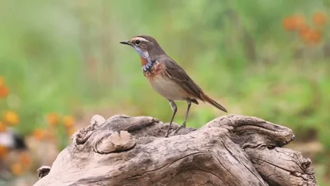 Bluethroat bird perched on a piece of weathered wood in nature Stockbeeldmateriaal 334635273