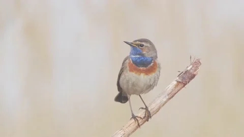 Bluethroat. Bird singing and chirping in spring. Luscinia svecica Stock Footage 194533486