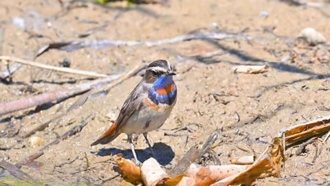 Bluethroat bird standing on the muddy ground near the water Видео 334824325