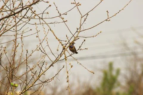 The Bluethroat bird on a tree branch Stock Photos