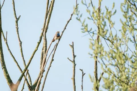 Bluethroat on a branch Stock Photos