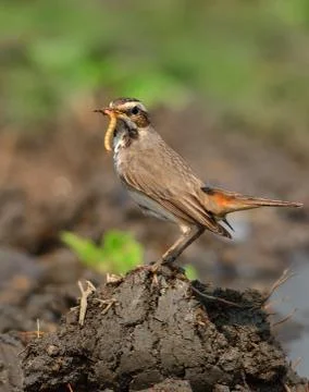 Bluethroat with a catch Stock Photos
