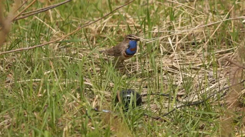 Bluethroat Stock Footage 25182964