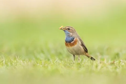 Bluethroat foraging in grass Stock Photos