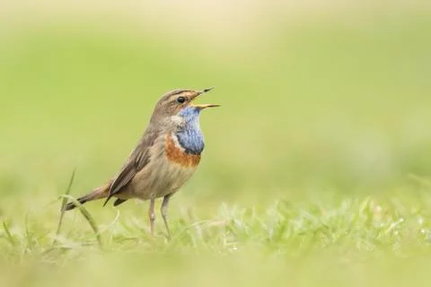 Bluethroat foraging in grass Stock Photos