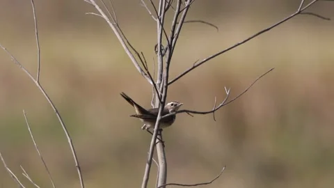 The bluethroat (Luscinia svecica) Stock Footage 305932175