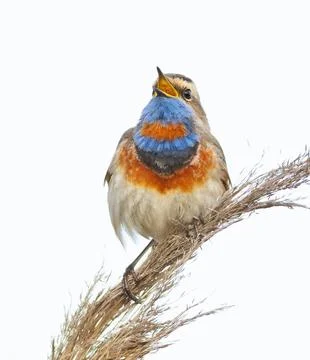 Bluethroat, male singing while sitting on top of a reed, close-up of the bi.. Foto stock